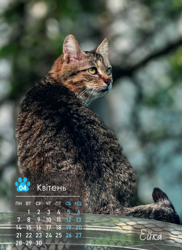 Календар "Бойові коти Петрова" - фото №4