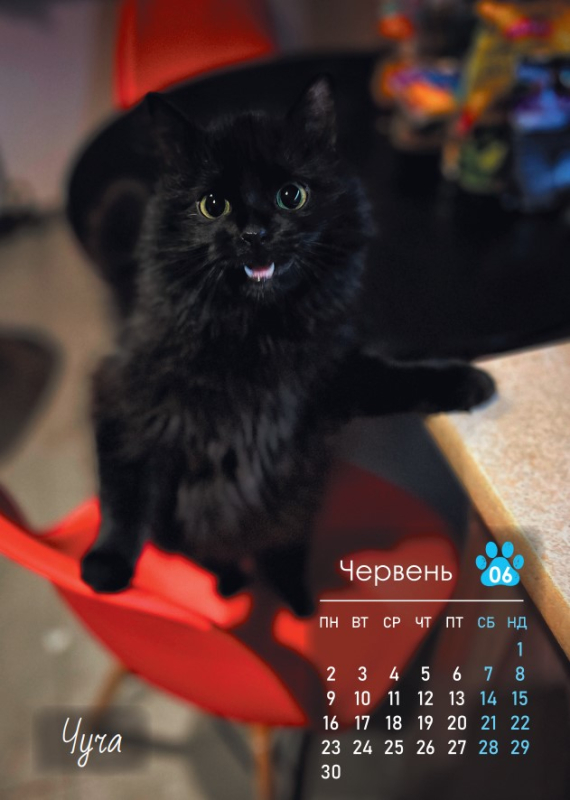 Календар "Бойові коти Петрова" - фото №5
